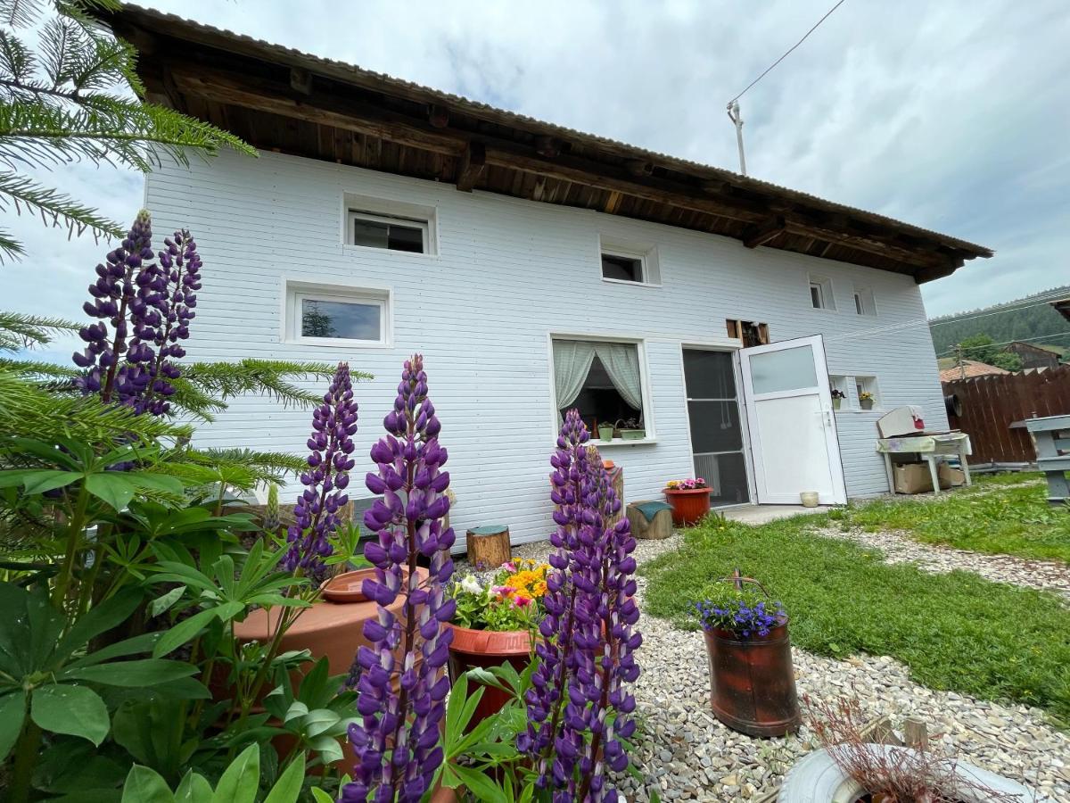 Fitod Casa De Oaspeti Cristina מראה חיצוני תמונה